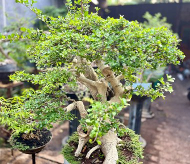 Karışık dalları ve yemyeşil yaprakları olan bir Bonsai Ağacının Yakın Çekimi