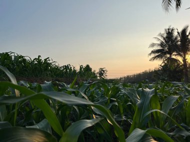 Gün batımında bir mısır tarlası, arka planda bir palmiye ağacı