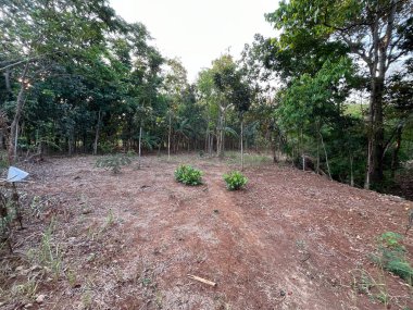 Kahverengi Toprak ve Yeşil Yapraklı Kısmen Temiz Orman Bölgesi