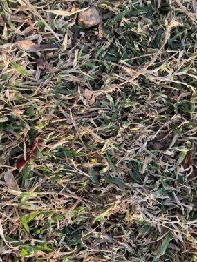 Kuru Bıçaklı ve Yeşil Sprigli Bir Çimen Yaması