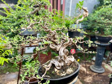 Karmaşık bir şekilde kıvrılmış yeşil yapraklı Bonsai Ağacı.