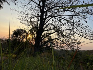 Siluetli Ağaç ve Çimen Günbatımına Karşı.