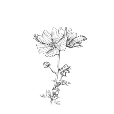 Illustration of a Blossoming mallow