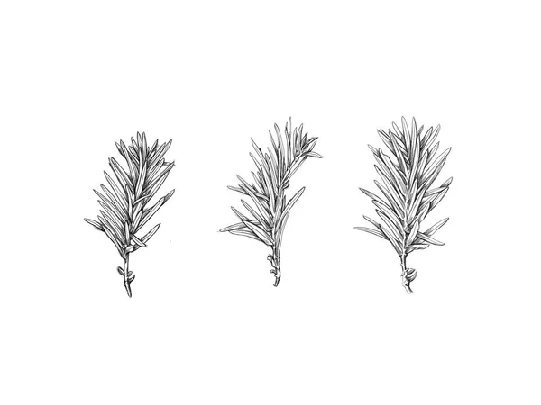 Illustration Three Small Branches Conifer — Stockfoto
