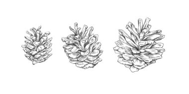 Three cones in different sizes on a white background