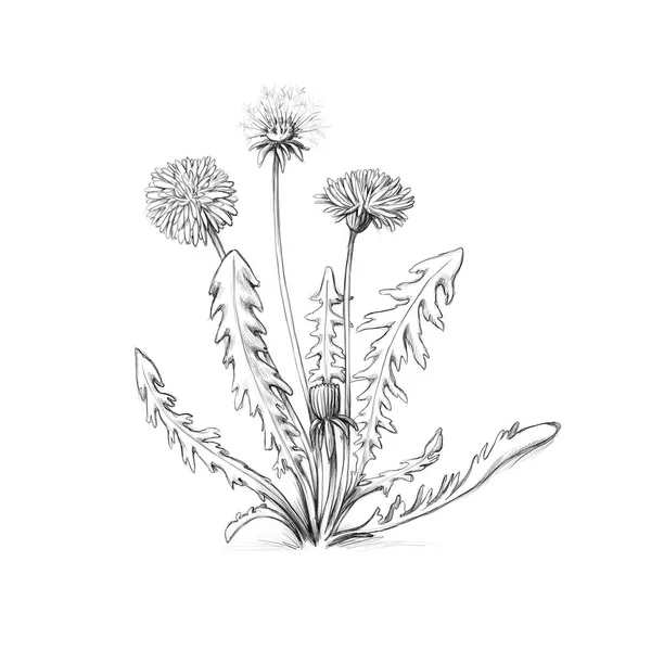 Illustration Blooming Dandelion White Background — Fotografia de Stock