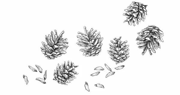 Various Small Cones Seeds Neutral White Background — Fotografia de Stock