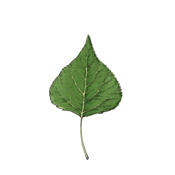 Linden yaprağı tasviri