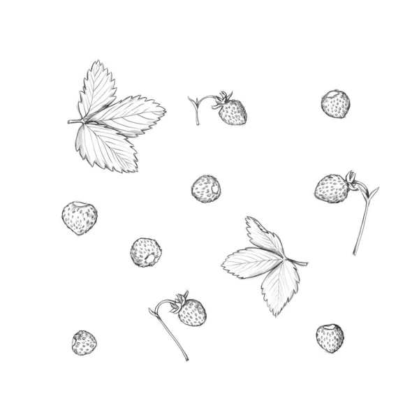 Illustration Some Wild Strawberries Fruits Leaves — Fotografia de Stock