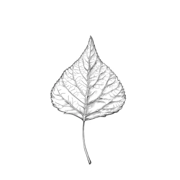 Illustration Linden Leaf — Fotografia de Stock