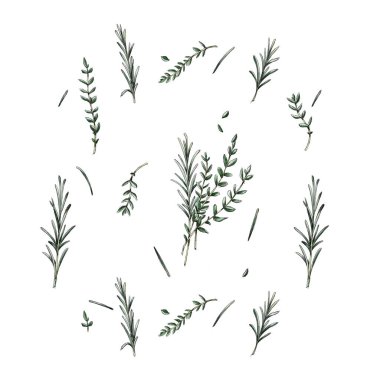 Pattern with herbs, thyme and rosemary on a white background