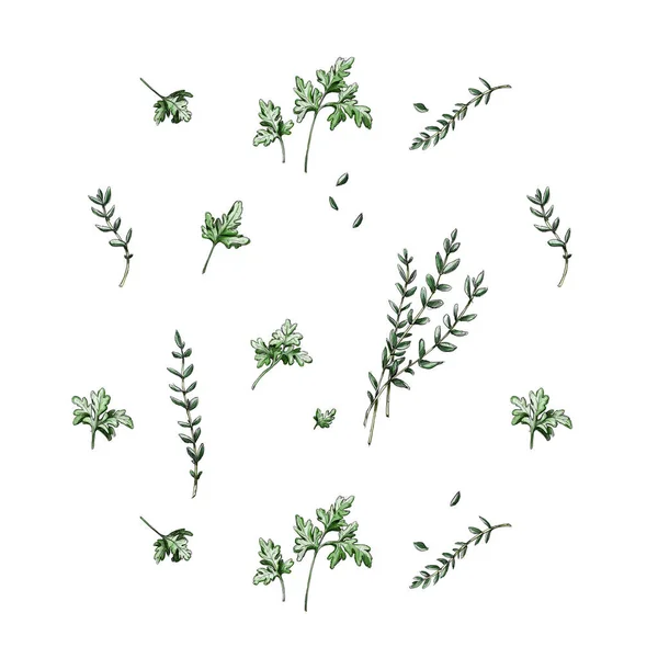 Pattern Herbs Thyme Parsley White Backgroun — Fotografia de Stock