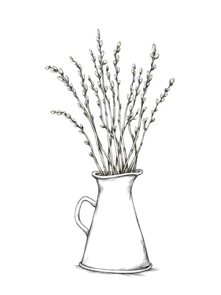 Illustration Pitcher Pussy Willow Branches White Backgroun — Fotografia de Stock