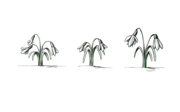 Illustration Three Different Snowdrops — Fotografia de Stock