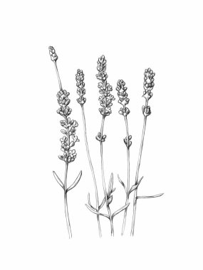 Illustration of some simple branches of lavender