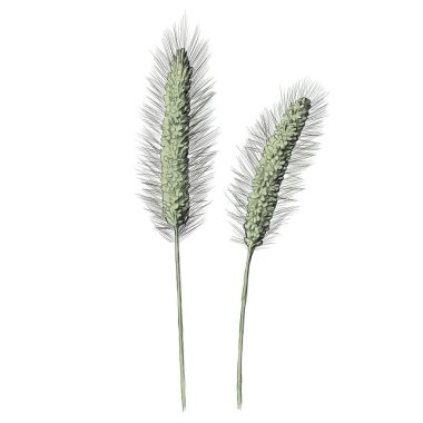 illustration of Simple grasses