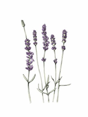 Handmade Illustration of some simple branches of lavender