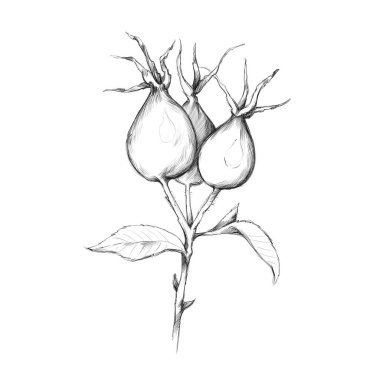 Illustration of a Branch with rose hips