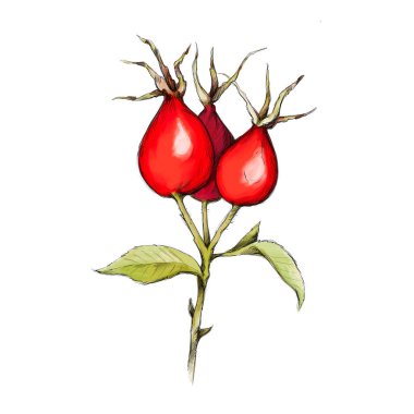 Illustration of a Branch with rose hips