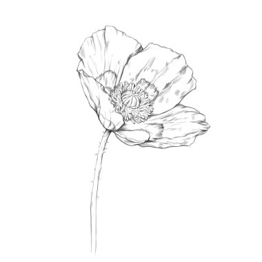 Illustration of an open poppy flower
