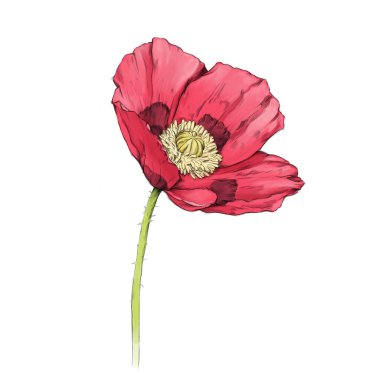 Illustration of a simple pink poppy flower