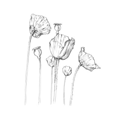 Illustration of several different poppy flowers