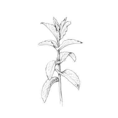 Illustration of a Single mint, plant