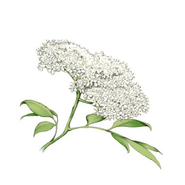 Illustration of an Elderflower with green leaves