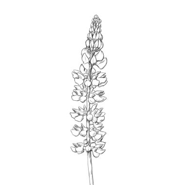 Illustration of some flowers of a Lupine
