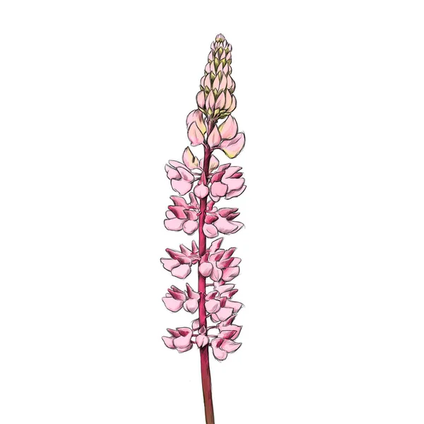Lupin çiçeğinin pembe çizimi
