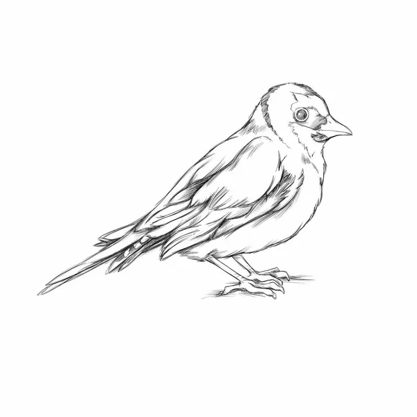 Illustration Painted Finch — Stock Photo, Image