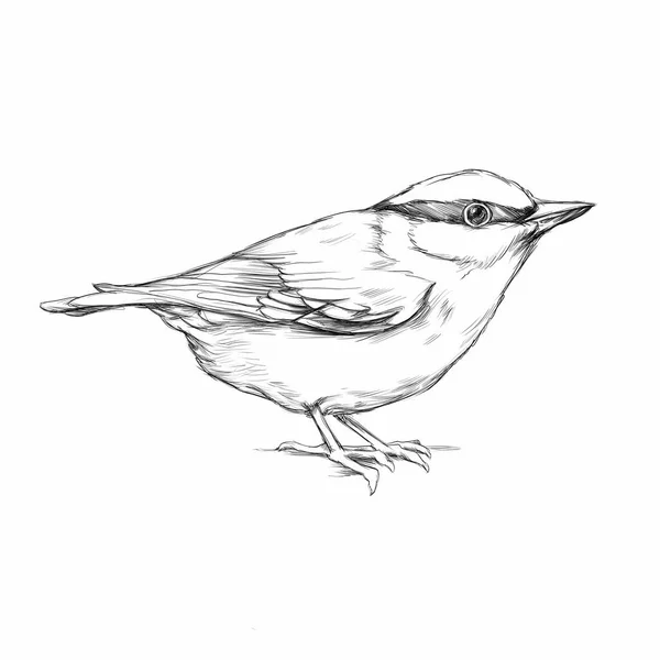 Иллюстрация Ореховой Птицы — стоковое фото