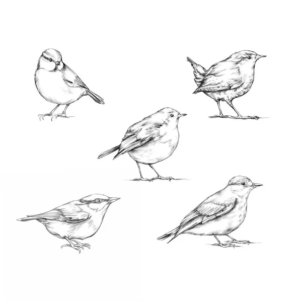 Ілюстрація Різних Видів Птахів — стокове фото