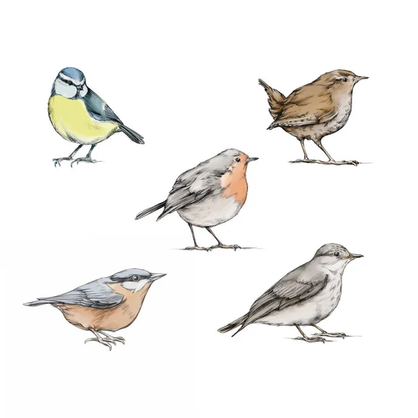 Illustratie Van Verschillende Vogels — Stockfoto