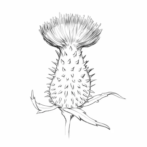 Ilustracja Kwiatu Ostropestu — Zdjęcie stockowe