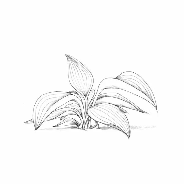 Illusztráció Egy Funkia Növény — Stock Fotó