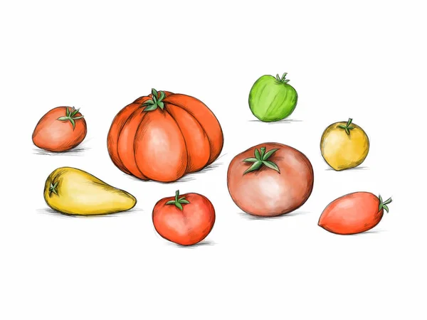 Ilustracja Różnych Pomidorów — Zdjęcie stockowe