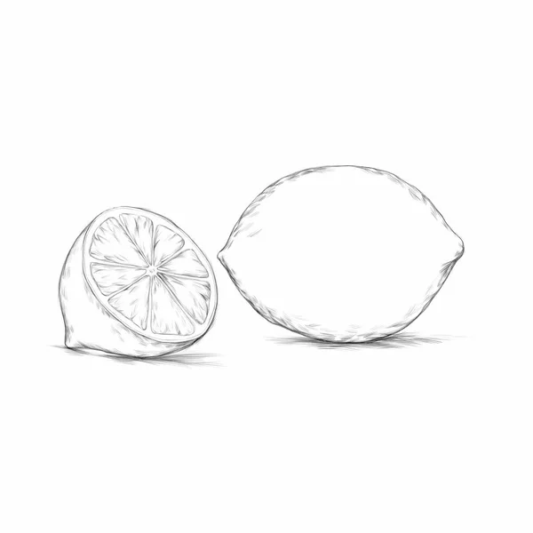 Basit dilimlenmiş ve koca bir limon