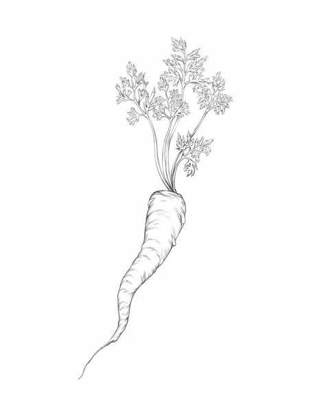 Illustration Carrot Foliage — Stock Photo, Image
