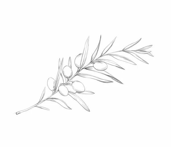 Illustration Simple Olive Branch — Stock Photo, Image