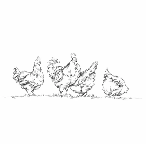 Illustration Flera Kycklingar Och Tupp — Stockfoto