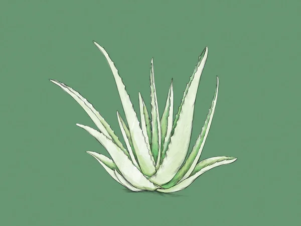 Ilustracja Jasnozielonego Aloesu Zielonym Tle — Zdjęcie stockowe