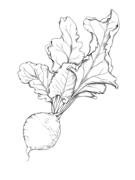 Illustration of a Beetroot with leaves