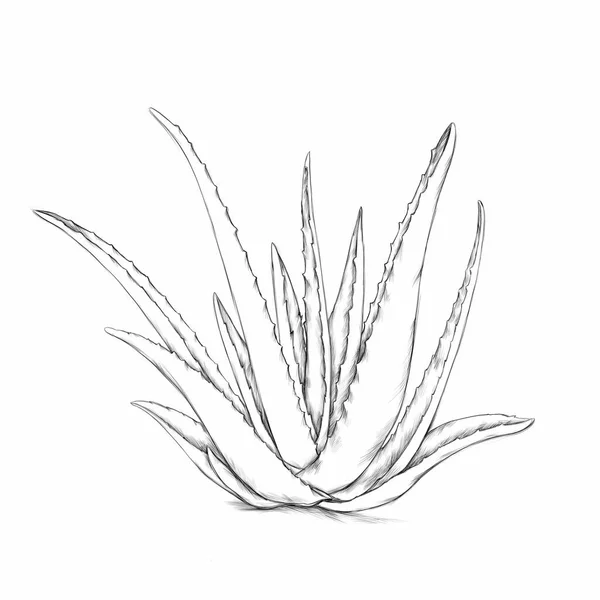 Illustration Aloe Vera Plant — Stock Photo, Image