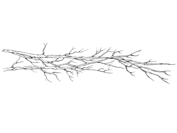 잎없이 간단한 가지의 일러스트레이션 — 스톡 사진