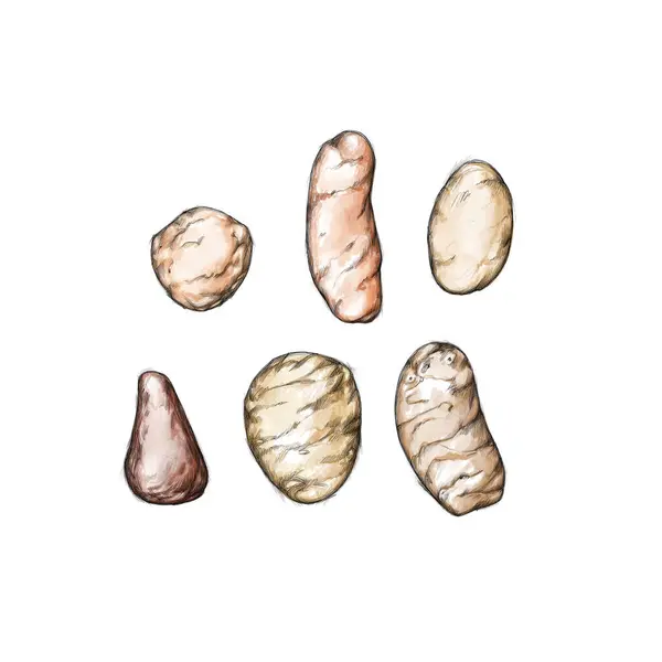 Illustration Différents Types Pommes Terre Image En Vente
