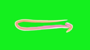 3 boyutlu pembe arkaplan ve neon neonlu.