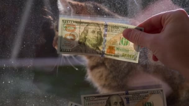 더러운 유리에 달러의 청구서를 배경은 고양이입니다 동물을 유지하는 비용의 — 비디오