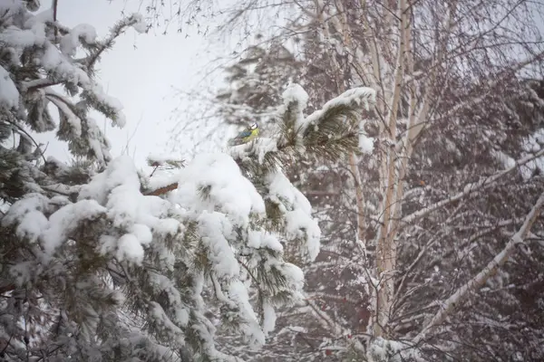 A little tit sits on a snowy pine branch in the middle of the forest on a gloomy frosty day. Life of birds in the winter season.