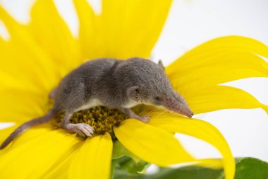 Makro. Sıradan bir cadaloz Sorex araneus beyaz bir arka planda sarı bir ayçiçeğinin taç yapraklarının üzerinde oturur. Küçük bir memelinin stüdyo fotoğrafı..